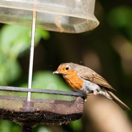 View of Top Tips for Feeding Small Birds: Dried Mealworms Feeding Guide
